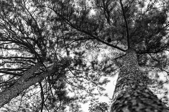 black and white tree