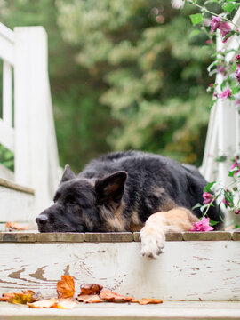 Lazy Pet Dog