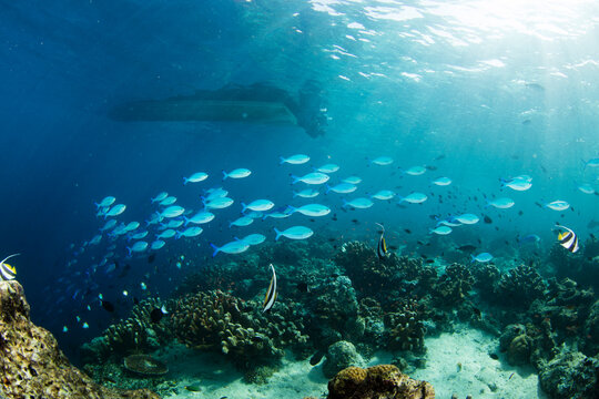 A school of Fusilier fishes on the move