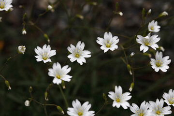 White flowers in the mountains