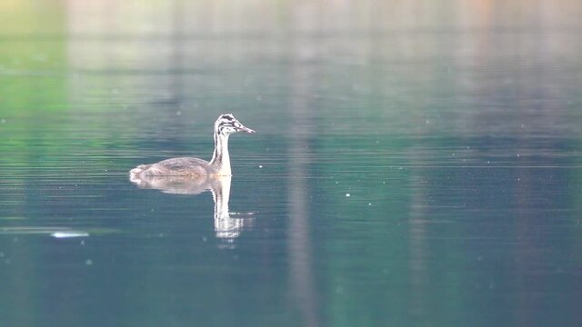 The great crested grebe (Podiceps cristatus) baby