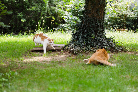 Two cats arguing in garden
