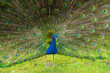 Obraz premium Male Peacock displaying Multicoloured, blue, green, gold, Feathers in Mating show close up low level eyeline view