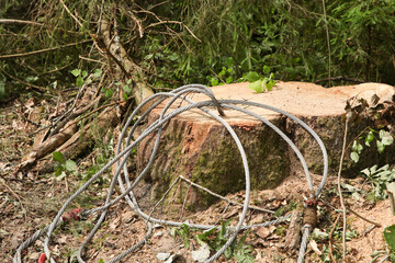 Obraz premium iron cable lies on a stump of a freshly cut tree clearing the forest after a storm