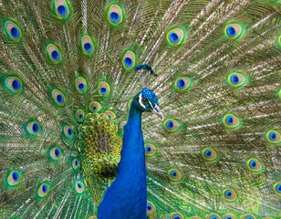 Obraz premium Male Peacock displaying Multicoloured, blue, green, gold, Feathers in Mating show close up low level eyeline view