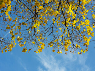 Colorful leaves in autumn. Autumn in the park.