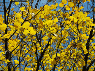 Colorful leaves in autumn. Autumn in the park.