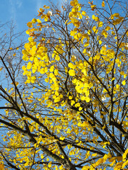 Colorful leaves in autumn. Autumn in the park.