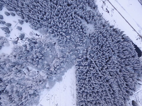 Winter forest from drone