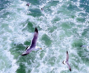 Obraz premium beautiful birds birds over water birds soar over the sea