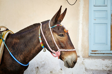 Mule, Santorini, Greece