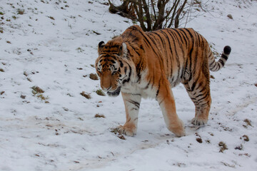 A wild adult tiger walks in the snow in winter