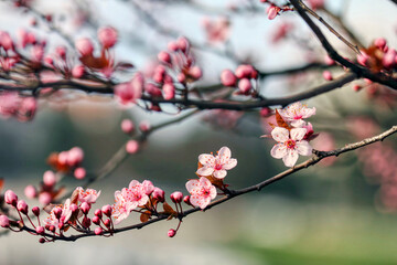 Fruits blossom. Flowers on the tree.