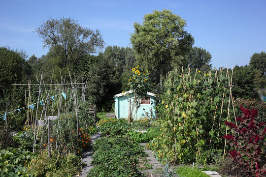 Cute shed in vegetable garden