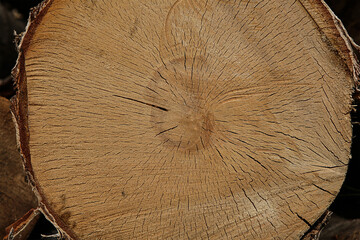 background wooden texture light beige, log old tree closeup
