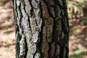 Obraz premium tree bark texture