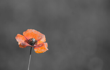 Isolated poppy on a grey background.