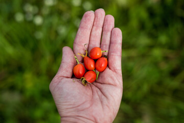 Fresh red berries from the dog rose bush in a woman's hand.