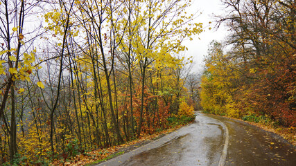 road in autumn