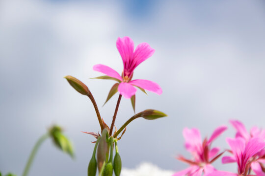 pink flower in the garden