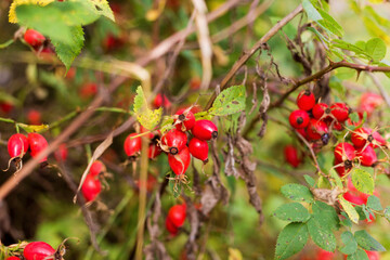 Obraz premium Ripe red autumn briar berries on a rose bush branch.