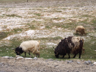 Flock of sheep grazing, Ladakh, Jammu and Kashmir, India
