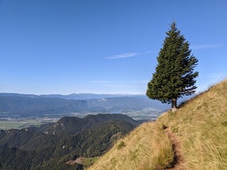 Fototapeta premium Lone tree on the mountain