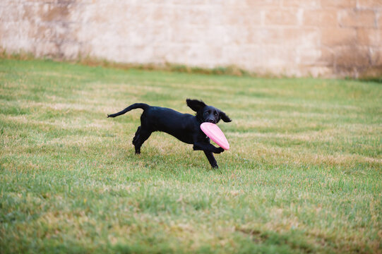 Puppy plays with a frisbee