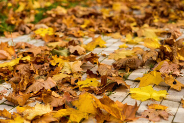 Autumn fallen leaves on a paved path in the park