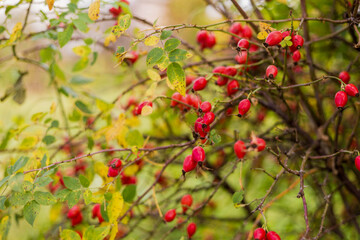 Obraz premium Ripe red autumn briar berries on a rose bush branch.