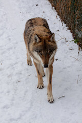 Fototapeta premium wild adult wolf walks on white snow in winter in the forest during the day