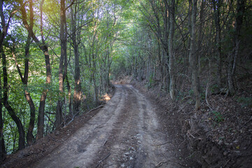 dirt road through the woods
