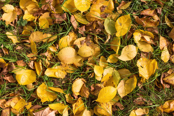 Yellow and orange autumn leaves in fall park.