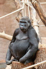 wild adult female gorilla in park 