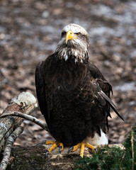 Bald Eagle photo Stock. Bald Eagle juvenile perched on a log looking at the camera with a blur background  enjoying its environment and habitat. Image. Portrait. Picture. Looking at camera.
