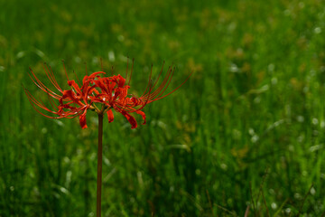 Roadside cluster amaryllis.  道端の彼岸花