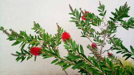 Melaleuca macronychia - Plante indigène d'Australie
