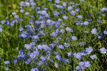 Obraz na płótnie Canvas Blue flowers in spring, Flax (Linum usitatissimum) flowers 