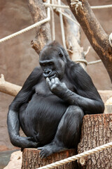 adult black female gorilla sitting on a wooden trunk