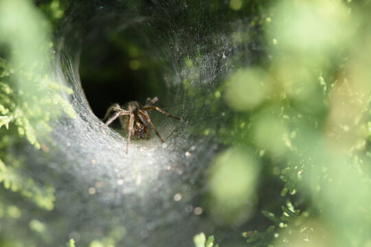 American Funnel Web Spider