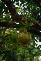 Granada madura en árbol.