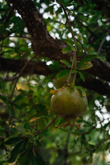 Granada madura en árbol.