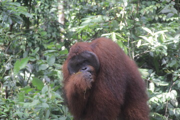 big orangutan ape eat on the zoo  and protected forest