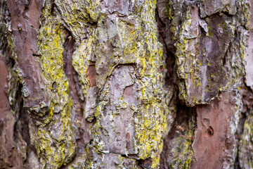 Bark of a pine tree with mossy green lichen and cracked wood bark layers ~BARK OF A TREE~