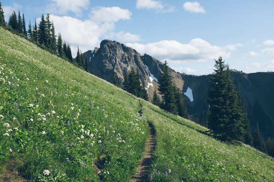 Hiking trail through lush wildflower meadow, North Cascades