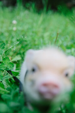 Cute piglet in grass, out of focus