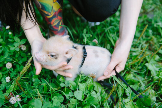Woman holding minipig