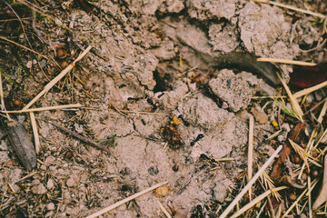 Hormigas en el hormiguero