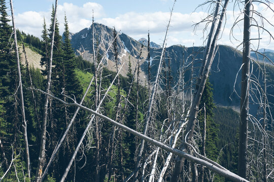 Remains of burned forest, North Cascades