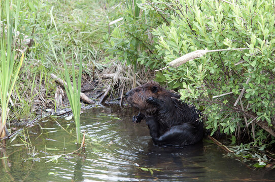 Beaver Stock Photos. Beaver close-up profile view in water grooming and displaying brown fur coat, body, head, in its habitat and environment with a foliage background and foreground. Image. Picture.